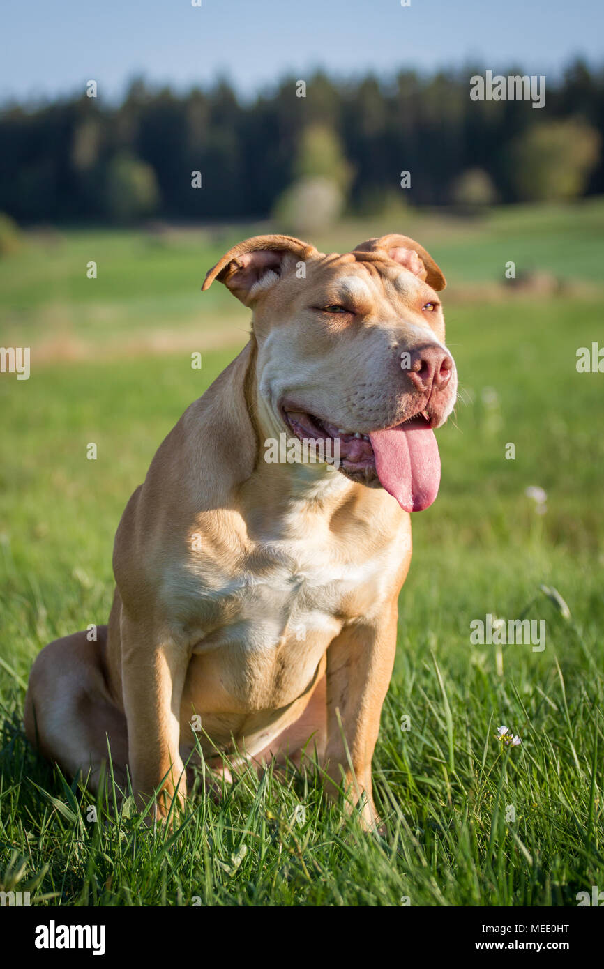 Jóvenes trabajadores Pit Bulldog sentado en una pradera en un soleado día de primavera Foto de stock