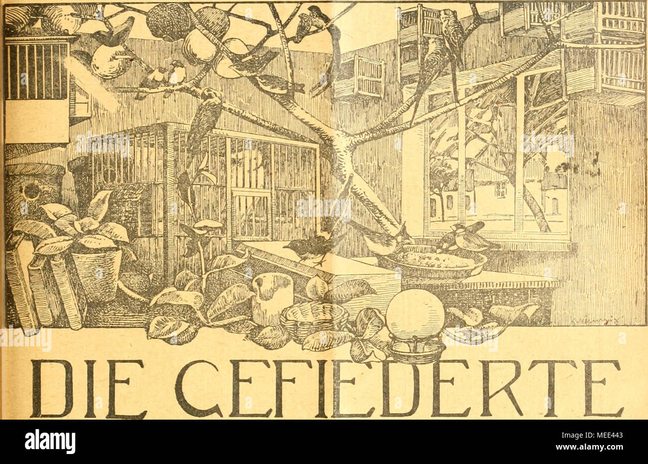 . Die Welt Gefiederte . WELT ZEITSCHRIFT FÃR -Begründet VOGELLIEBHABER.- Karl von Dr. Ruiz. Herausgegeben von Karl Neunzig en Hermsdorf bei Beriin- Inhalt: Seltener- und Häufigerwerden Vogelarten mancher. Von Viktor Ritter von Tschusi zu Schmidhoffen. Neue Papageiamandinen. Von Hugo Dicker. Nachträge zu âDie vía¶gel en derUmgebung des Walddorfes Affaltern(Schwaben)". Von Ma.x Rendle. (Fortsetzung.) Betrachtungen und Gedanken über unsere Vogelhallung. Von Karl Galle. Kleine Mitteilungen. - BüCher und Zeitschriften.  Aus den Vereinen.   " JVbonnementspreis Redaktionsbriefkasten, Foto de stock