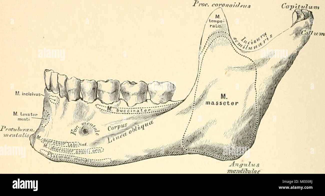 Die descriptivo topographische Anatomie des Menschen und . 48. Unterkiefer,  Mandibula, von aussen. Der Unterkiefer wird eingetheilt