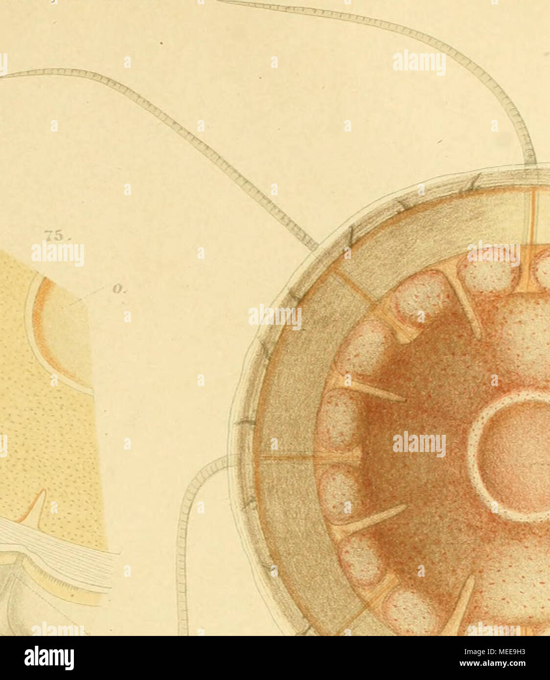 . Die craspedoten Medusen der Siboga-Expedition . Yo XfL "C3 -G. p^ Foto de stock
