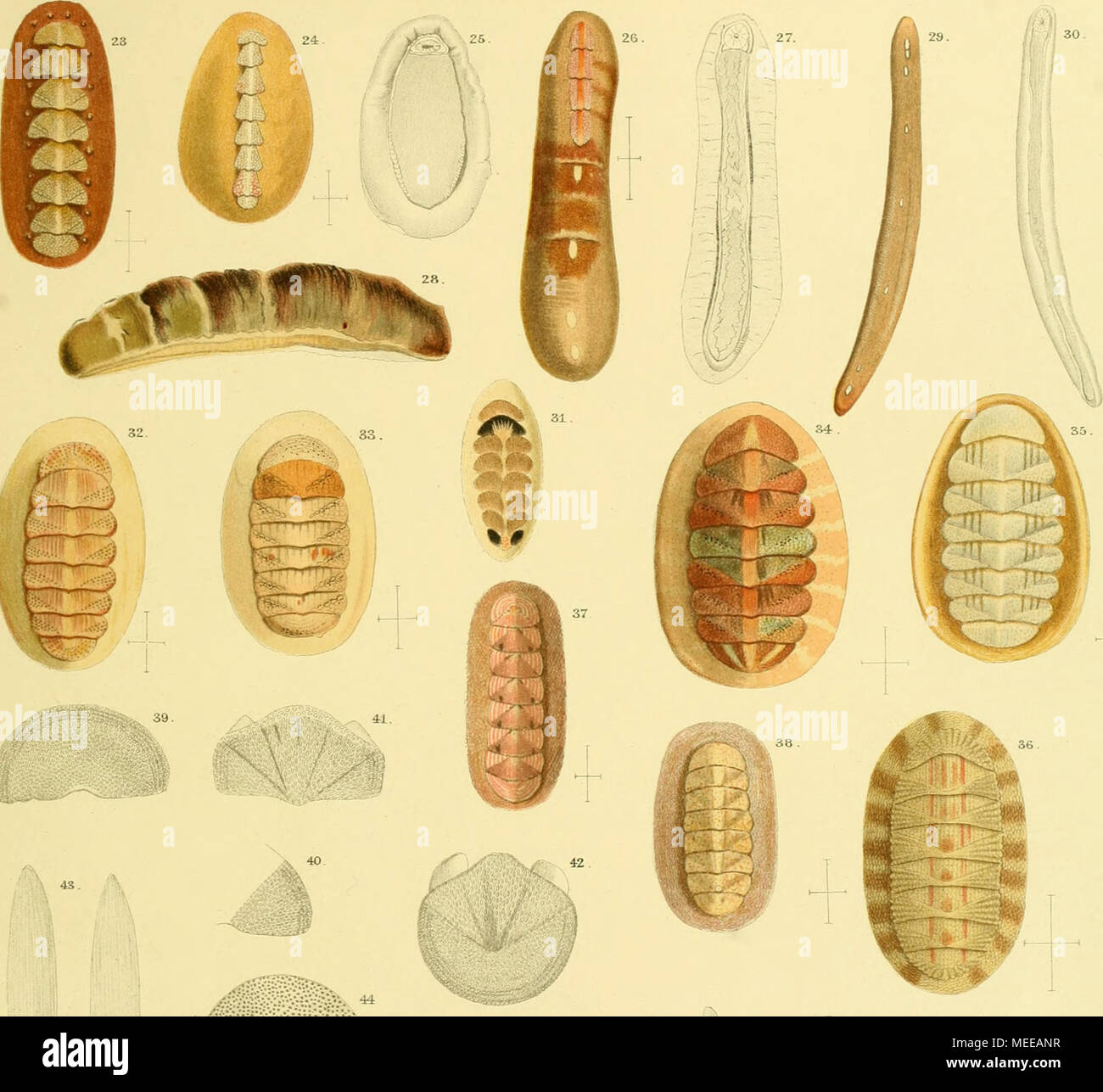 Die Chitonen Der Expedicion Siboga A L I Ya I 46 L Sv Gt V L F Il A L Li C Ii V Una J 50 A Ss A Fe A A I J S Lv5 Amp 48 46