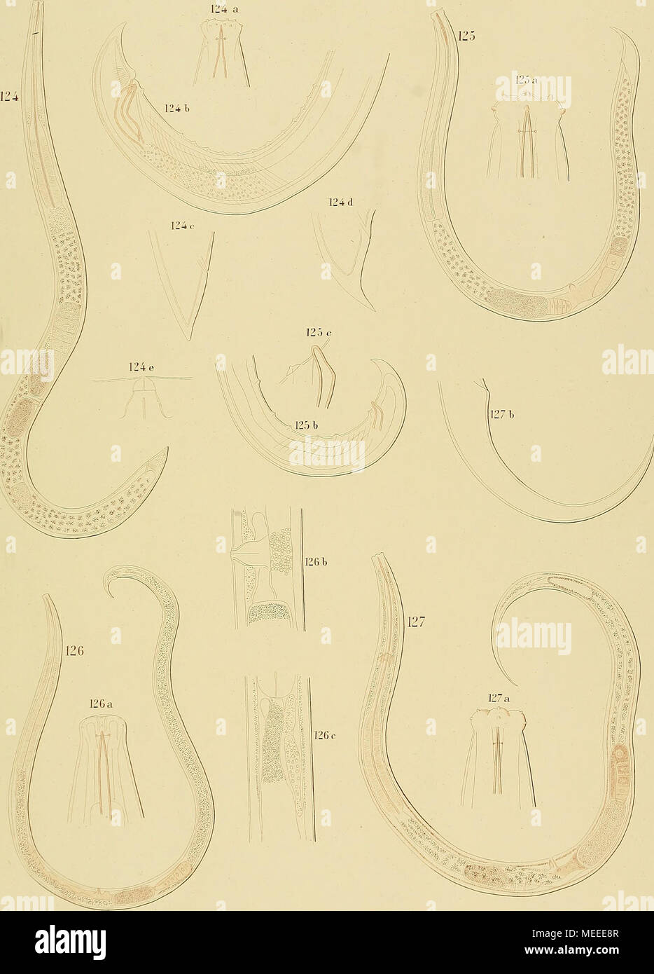 . Morir, Frei in der reinen Erde und im Wasser der Nematoden sÃ¼ssen lebenden niederlÃ¤ndischen Fauna : eine systematisch-faunistische Monographie . ./ I, RLR M.ir, r/rl llriirk von.Mi IJh'III.I //.lar /''io /--i- Dofvl.iiinii.s .â /( iilicniiihid M. /''/'- /-J. /)Do-vl:iinii/s j&GT;,irviis (IM /â /â â L'f&GT;- /^(HV/.iiiiiii.'i;i /i/-liin&GT;ii. f/.M. /Â 'i'/'r. Darvl.iiniiis hijdiinciisis.d.M. Foto de stock