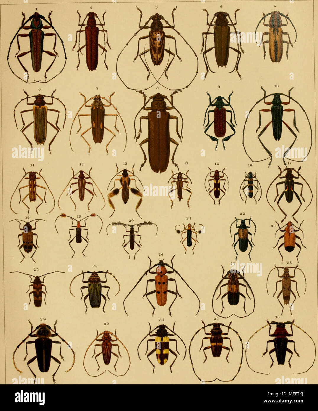 Pachydissus fotografías e imágenes de alta resolución Alamy