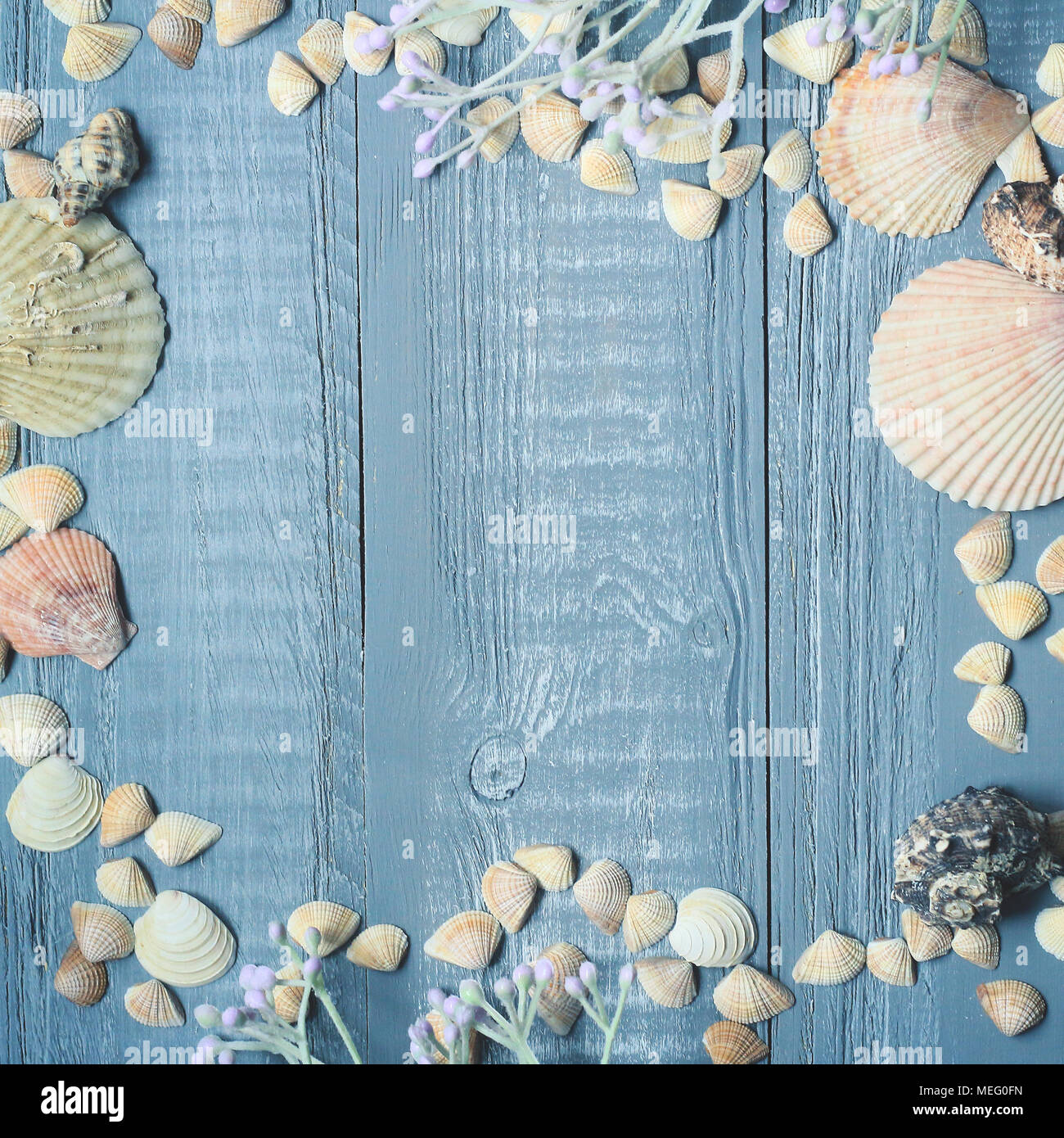 Azul de fondo de madera con hermosas conchas .copy espacio para el texto Foto de stock