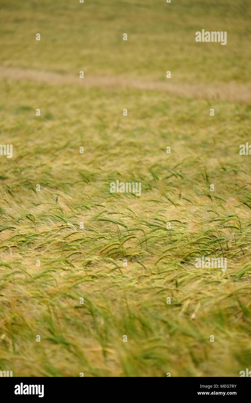 Casi tiempo para el arado, la maduración de la cebada en un campo South Downs. Foto de stock