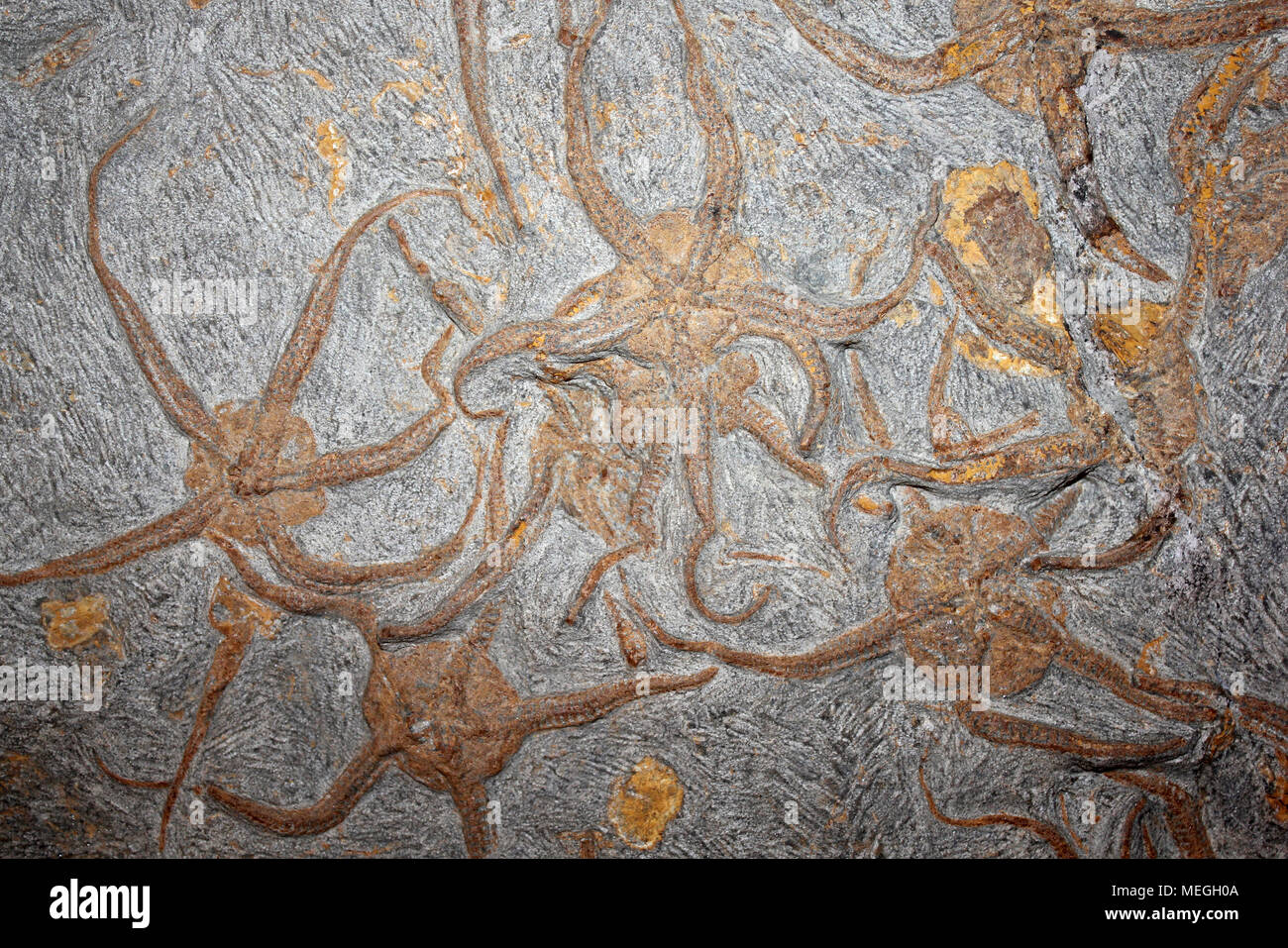 Placa Starfish Brittlestar Ophiuroidea desde Marruecos Foto de stock