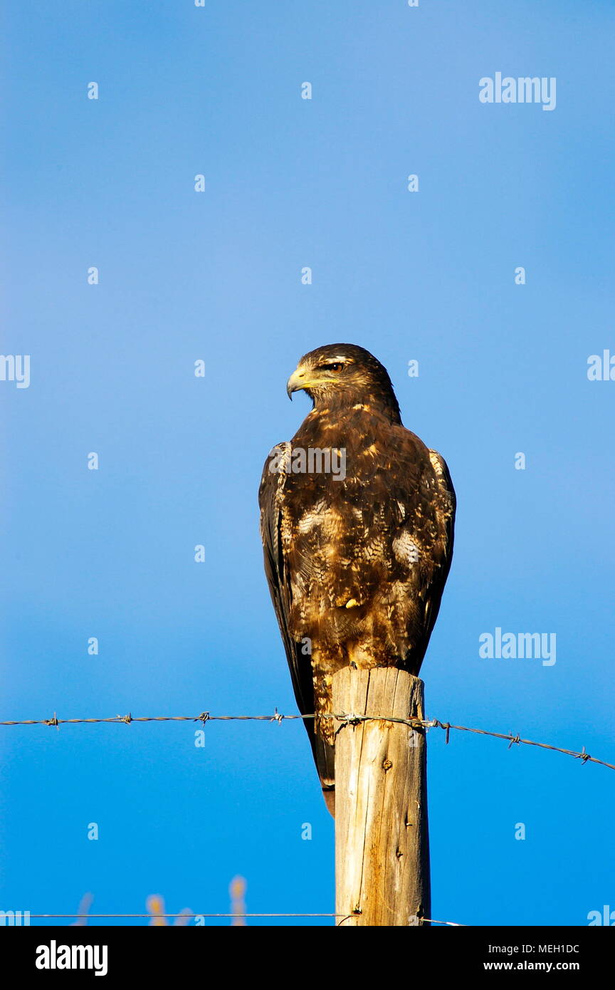 Aguilucho Comn (Buteo polyosoma) Foto de stock