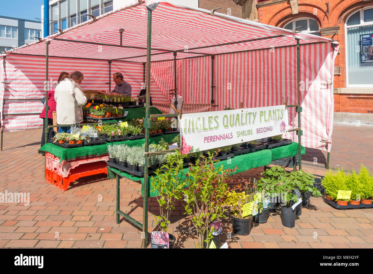 Jardineros comprar ropa de cama de primavera y plantas en macetas en un mercado semanal flor calada Redcar en North Yorkshire Foto de stock