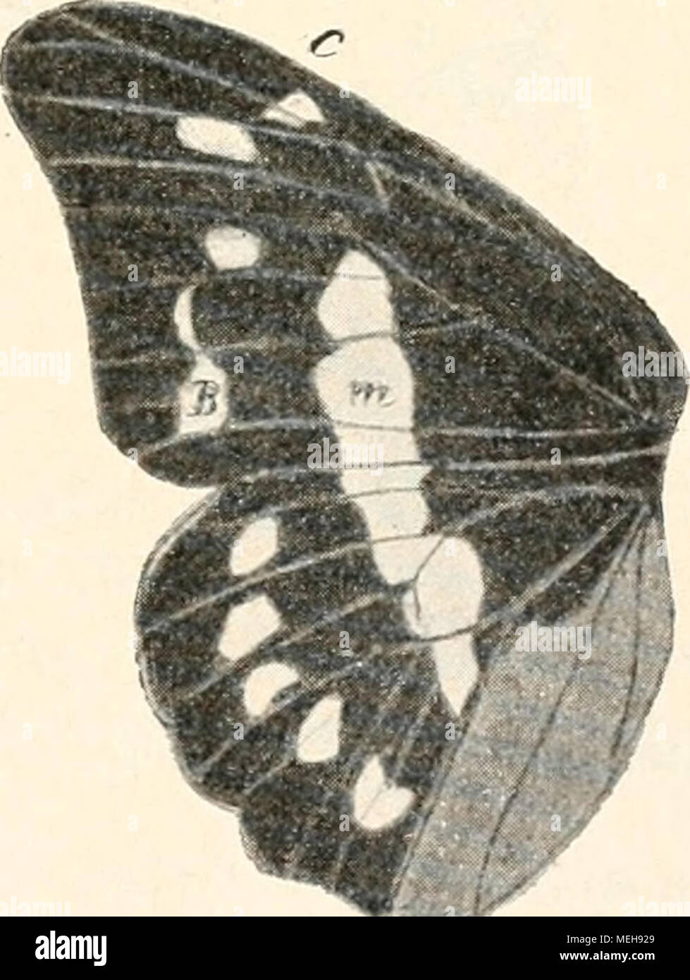 . Die Entstehung der Arten auf Grund von Vererben erwobener Eigenschaften nach Den Gesetzen organischen Wachsens : Ein Beitrag zur einheitlichen Auffassung der Lebewelt . Abt. 179. Archonias sebennica LCC. (J. Abb. 180. Charops Pereute Boisd. Abb. 181. Tachyris Zarinda Boisd. fleck-Innenfeld-Typus zeigen Pereute chiriquensis und Archonias pitana (Abb. 77)3), welche wiederum Satyriden gewissen, wie Melanagria-kvien 1) Staud. Taf. 44. 2) L. Martin: una lista de las mariposas de Sumatra por L. de Niceville y L. Martin, reimpreso de la revista, la Sociedad Asiática de Bengala, Vol. XLIH. Parte, il No. Foto de stock