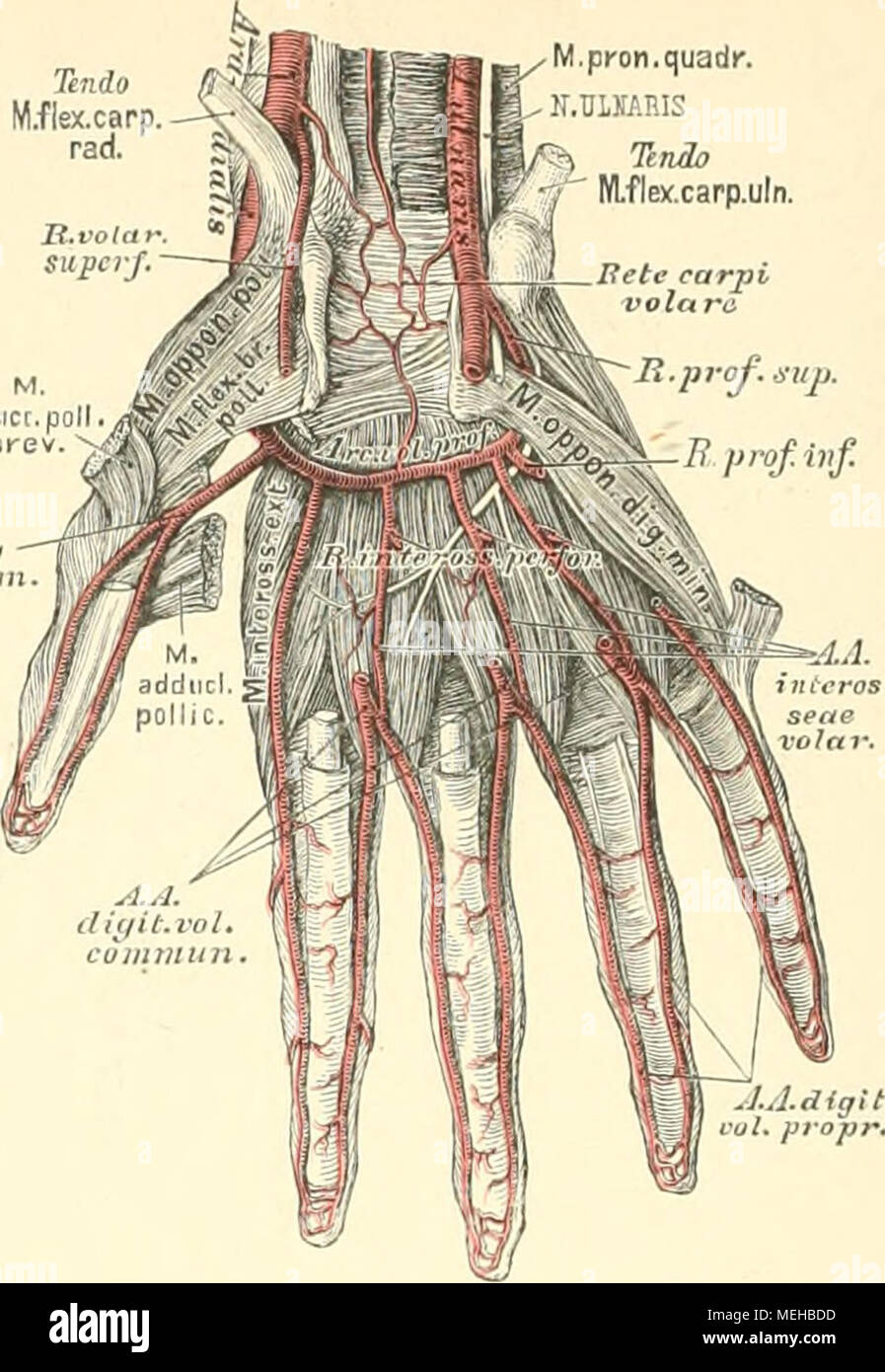 . Die descriptivo topographische Anatomie des Menschen und . 723