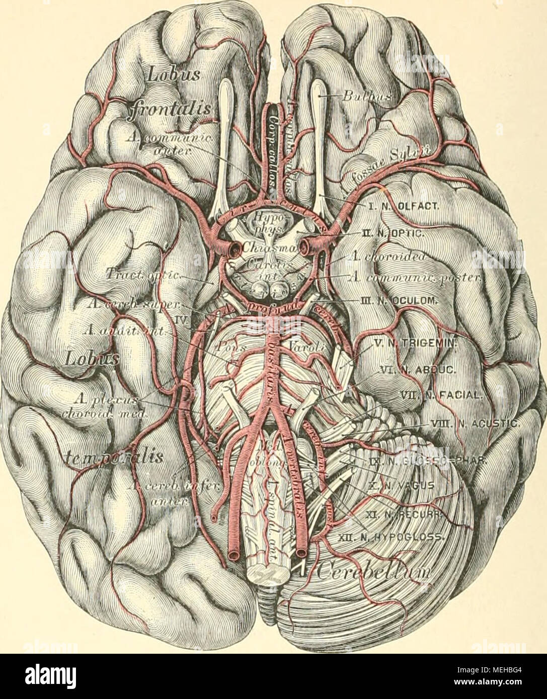 Die Descriptivo Topographische Anatomie Des Menschen Und 711 Die Arteria Basilaris Und Deren Athis An Der Gre Hirnbflsls Die Rechte Kleinhirn Hemisphare Abgetragen 3 Die Schilddrusen Xaekenarterie Tronco Steigt Thyreocervicalis Bis Zum