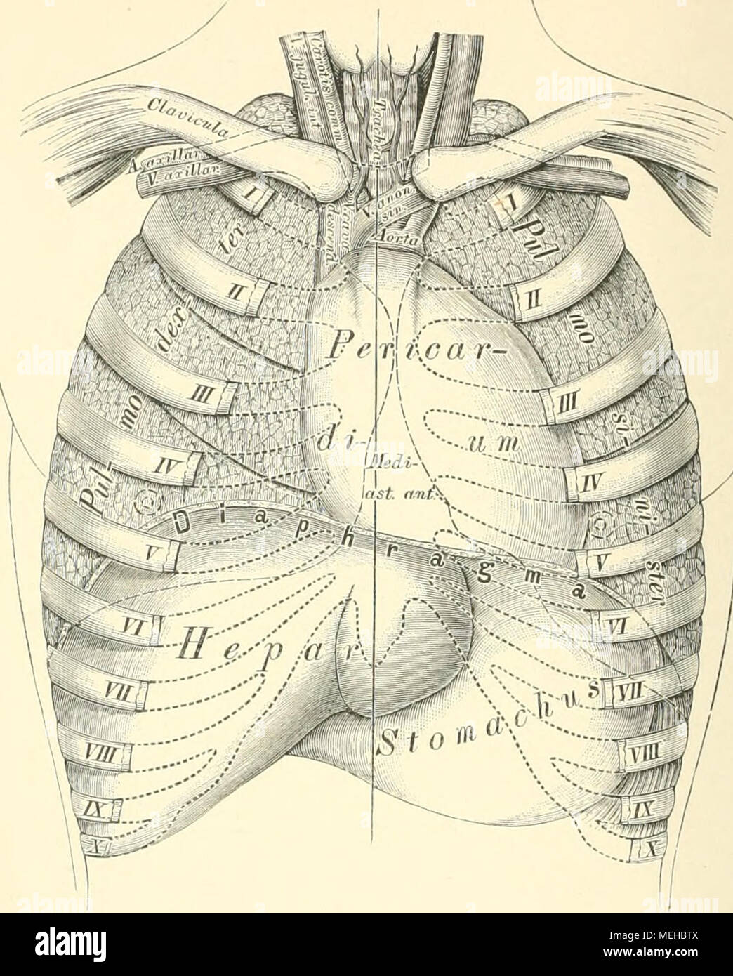 Die Descriptivo Topographische Anatomie Des Menschen Und G82 Topographie Der Brusteingeweide Das Herz Liegt In Einem Beutel El Pericardio El Dem Kegelformig Welcher Mit Einer Oberen Spitze Und Einer Unteren