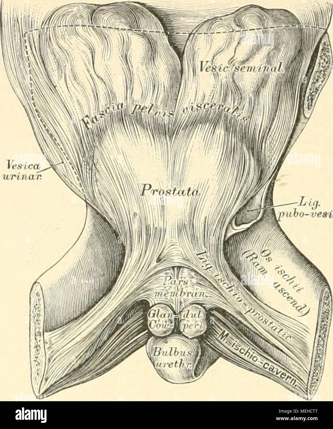 Die Descriptivo Topographische Anatomie Des Menschen Und 503 Die Bander Des Blattes Visceralen Der Fascia Pelvica Ansicht Der Aufsteigenden Sitzbeinaste Und Der Harnblase Von Hinten Auch Der Levator Ani Seu