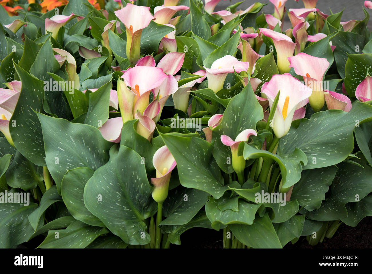 Flor cala fotografías e imágenes de alta resolución - Página 5 - Alamy