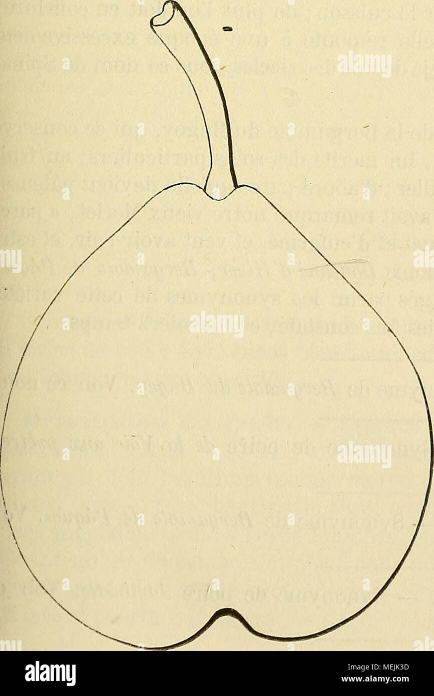 . Dictionnaire de pomologie : contenant l'histoire, la descripción, la figura frutas des anciens et des modernes frutos les plus géna©ralement connus et cultivés . Synonymes. - Poires : Bergamote Bugi (Dom Claude ^a^mi-Ãiianne ins- truction, Nouvelle pour connaître les bons frutas, 1670, pág. 81 ).  2. Violette (/rf. ïpuja. ) - 3'. Fera Spina (Merlet, l'Abrégé des Bons frutas, édition de 1675, pág. 120;. _ 4. Ministre du (Idem, édition de 1690,p. 106).  S.Nicole {Id., ibíd.).  6. Du Bugi (la Quintinye, Instrucciones pour les Jardins et potagers fruitiers, édition de 1739, pág. 275). _ 7. Gro Foto de stock