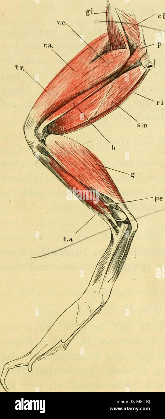 . Die Anatomie des Frosches; Ein Handbuch fÃ¼r Physiologen, Ãrzte und Studire . Muskeln des linken Schenkels von lenta, von oben. rana escu' c i m. coccygeo-iliacus. gl m. glutaeus. p m. pyriformis. r a m. recto anterior. V e m. vastus externus. tr m. trioeps fem. ri". rectus internus menor. sm m. semimembranosus 6 m. bíceps. 9 m. , Gastrocnemius. ta m. , Tibialis anticus. pe m. el peroneo. Foto de stock