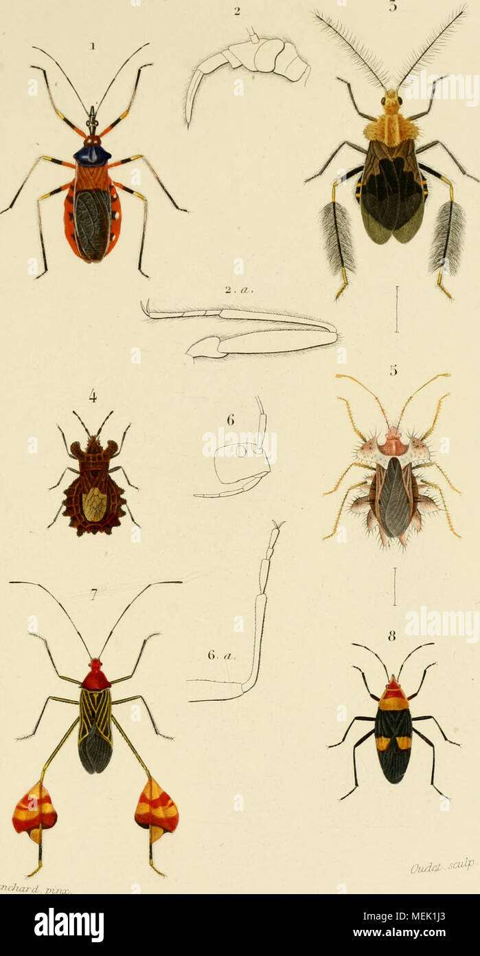 Dictionnaire Universel D Histoire Naturelle Atlas Oum R Laticjuu D P 1 Yivr Rr Yr Kcdnviirs Ama S Rta 3 A V Noloptilus U Rmn N F 4 Ano Jr U U U L V Odius Iu U La Ua Aj S Rmr Y R Fwr