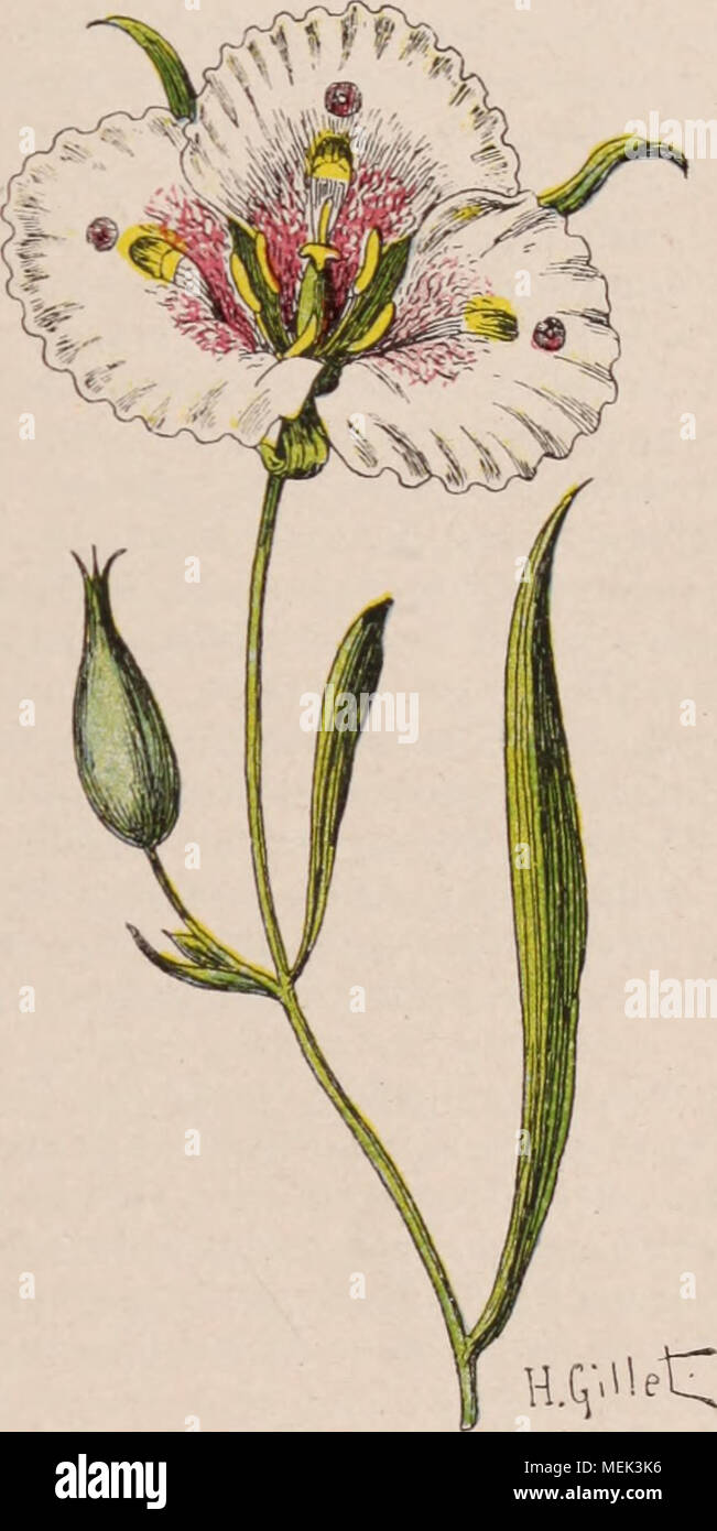 Calochortus Venustus Fotos E Imagenes De Stock Alamy Hi friends subscribe my channel and share my vedio 😍 my pc : alamy