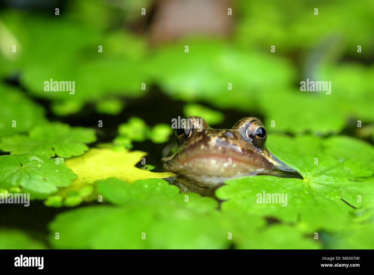Unión rana común Rana temporaria Foto de stock