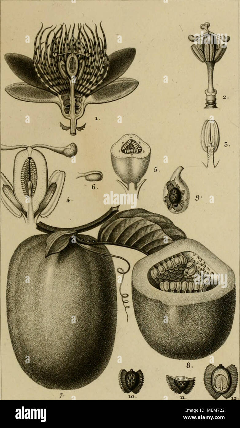 Dictionnaire Des Sciences Naturelles Dans Lequel Sobre Ma C Thodiquement Traite Des Aªtres Diffa C Ren De La Naturaleza Consida C Ra C S Ne Soit Eux Maªmes D Apra S L A C Tat Actuel De Nos Connoissances Soit Relativement A L Utilita C Qu Ne Peuvent