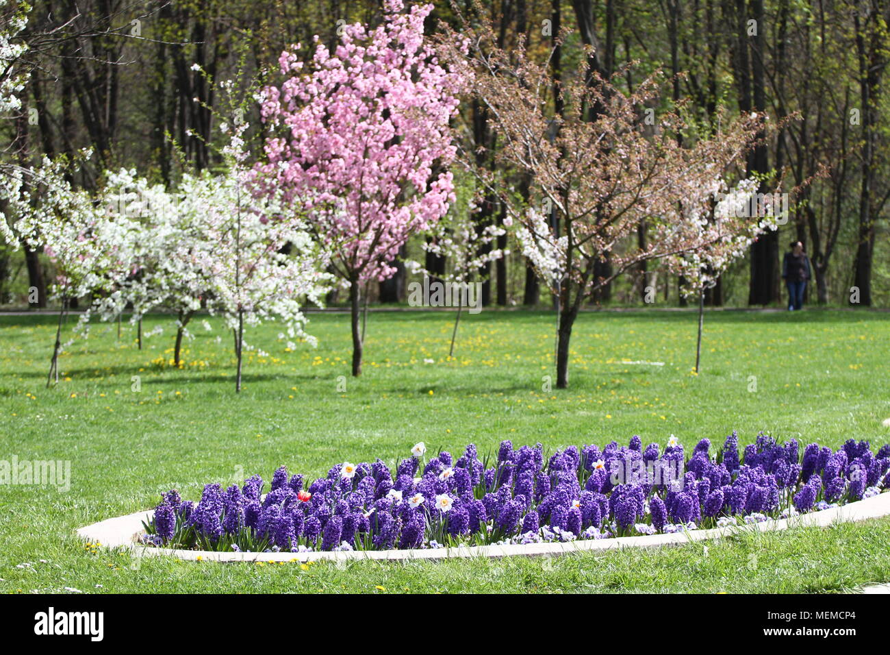 Árboles frutales florecidos en primavera. Blooming árboles frutales en el  parque. Primavera de fondo. Huerto de primavera de la luz solar. Campo de  flores de primavera de fondo Fotografía de stock -