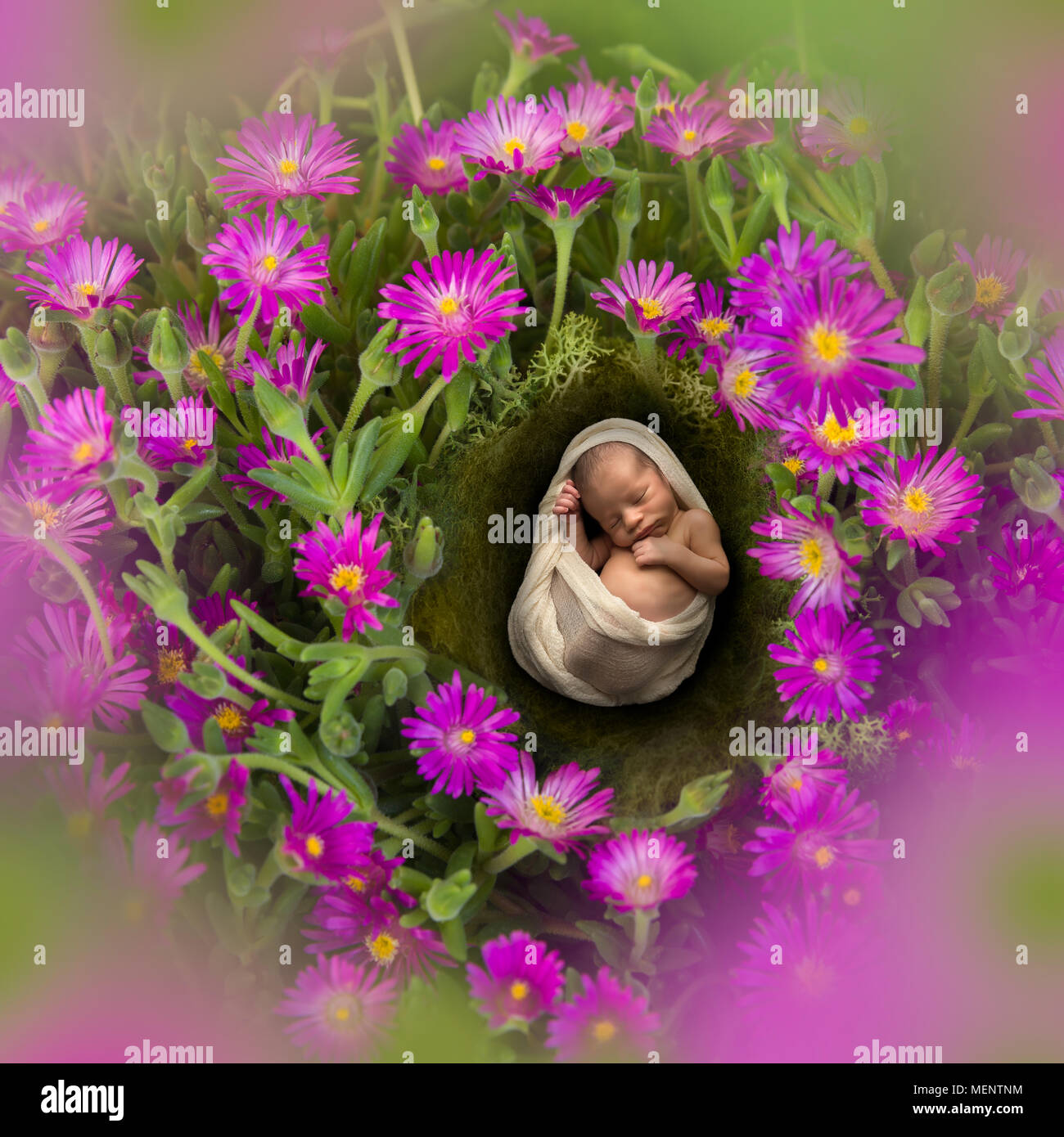 Lindas Fotos De Bebes Con Rosas