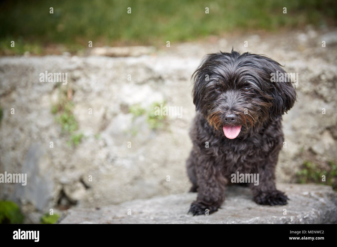 Bichón Habanero negro perro sentado esperando y buscando en el perro  Fotografía de stock - Alamy