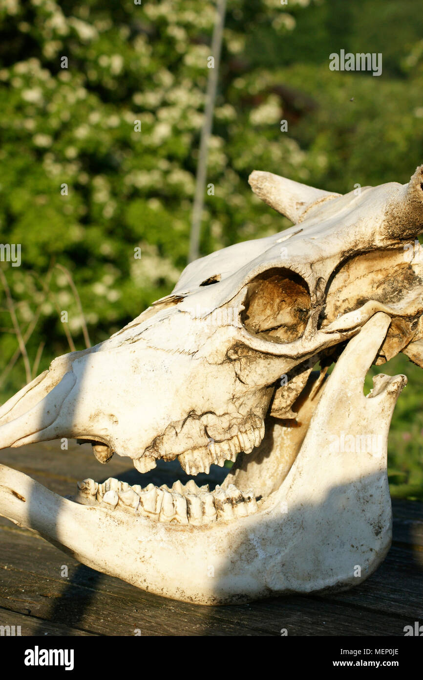 Cráneo de animales con la boca abierta Foto de stock