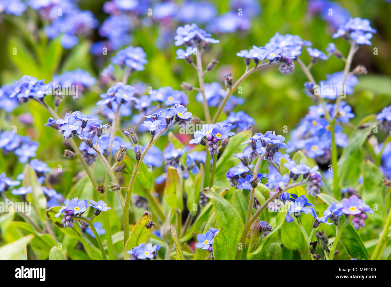 Diminutas flores silvestres azul Foto de stock