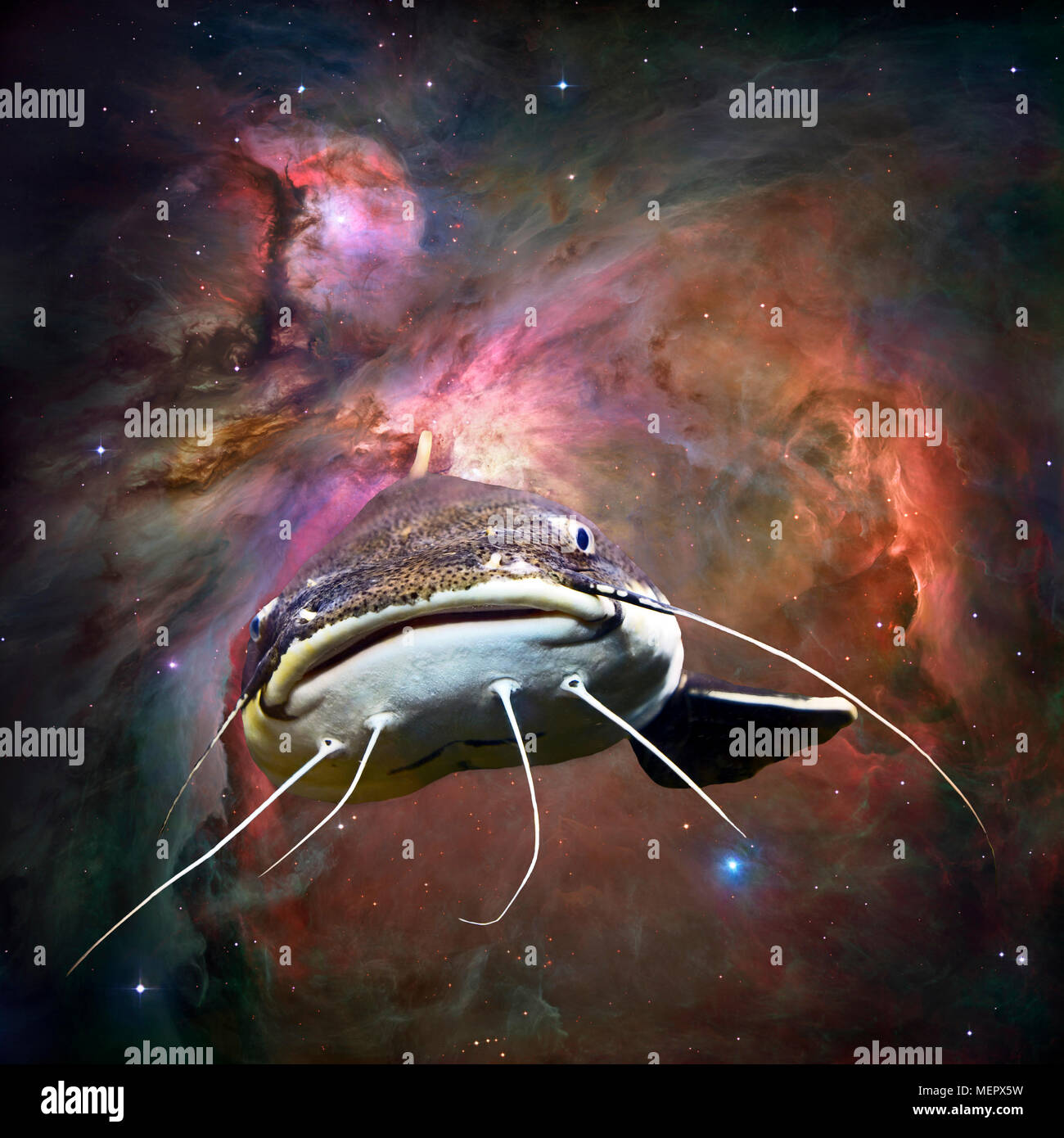 Ilustración Fotografía abstracta de un bagre de volar en el espacio con coloridos nebulosa. Foto de stock