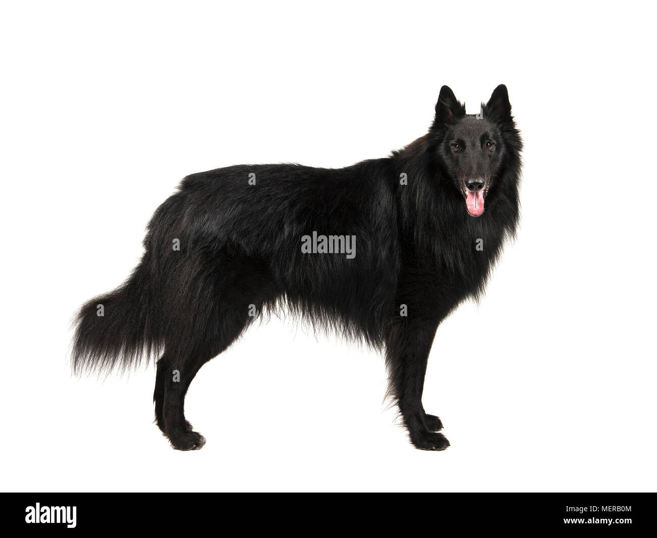 Bastante largo pelaje negro llamado perro pastor belga groenendaeler visto  desde el lado de pie, mirando a la camaera aislado sobre un fondo blanco  Fotografía de stock - Alamy