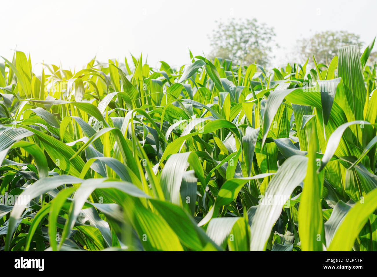 Hojas de maíz son de color verde con la luz del sol. Foto de stock