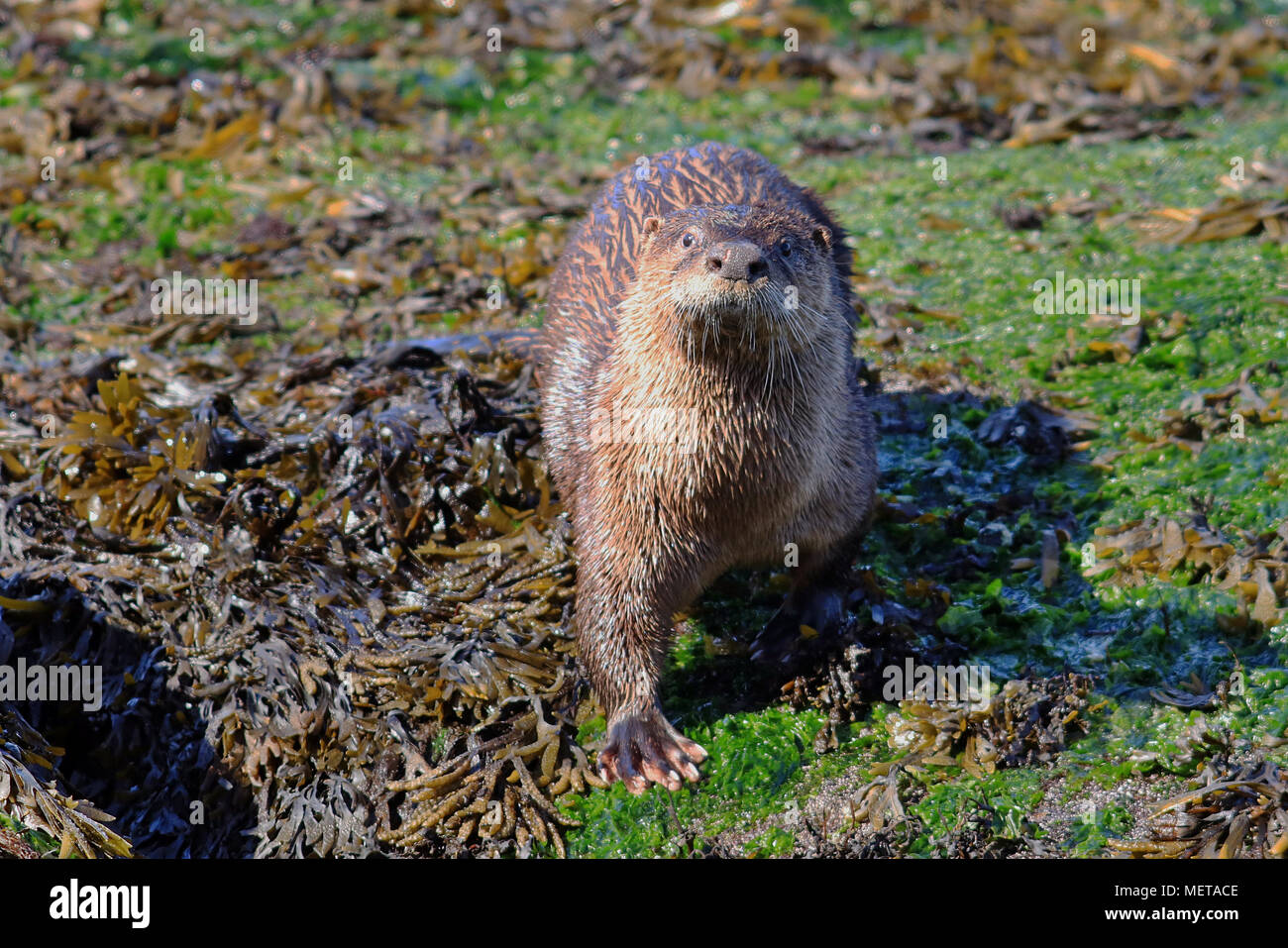 North American Wild la nutria (Lontra canadensis) en algas marinas en una playa en Nanaimo, Columbia Británica. Foto de stock