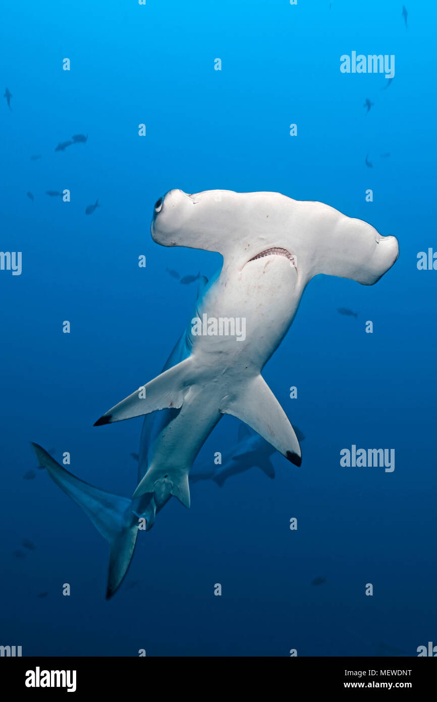 Tiburon martillo fotografías e imágenes de alta resolución - Alamy
