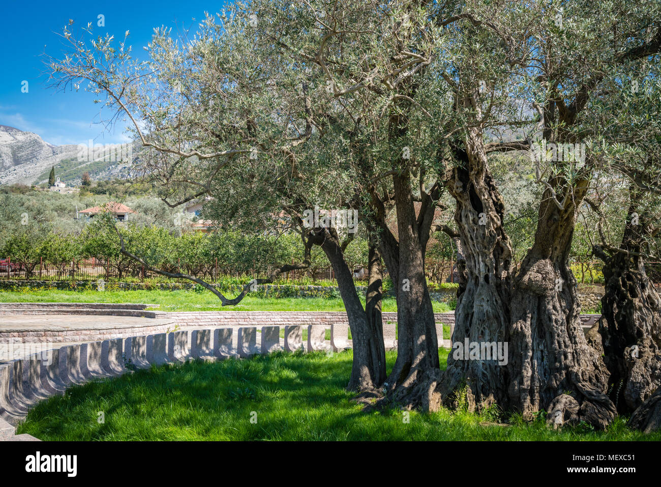 Olivo mas antiguo fotografías e imágenes de alta resolución Alamy