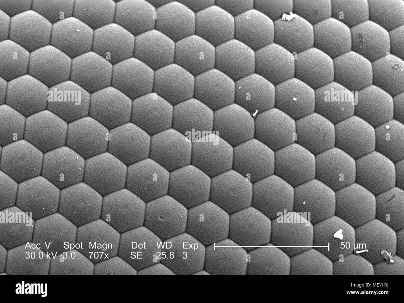 Ojo compuesto de un insecto no identificado encontrado en Decatur, Georgia, revelado en 707x magnificada análisis microscópico de electrones (SEM) de imagen, 2005. Imagen cortesía de los Centros para el Control de Enfermedades (CDC) / Janice Haney Carr. () Foto de stock