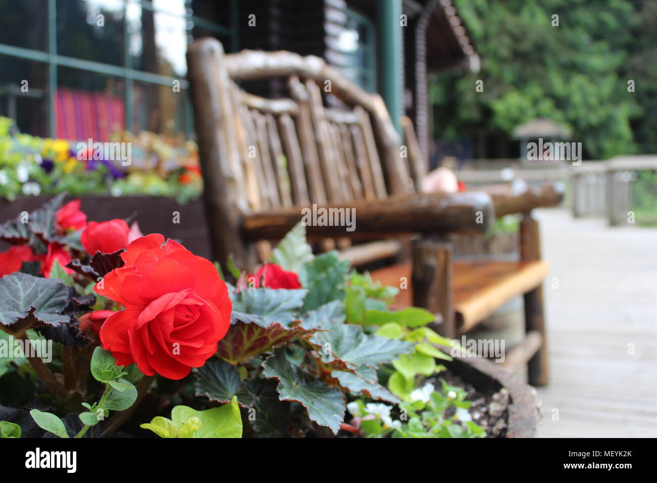 Rosas rojas con hojas verdes en una maceta junto a un banco de madera rústica Foto de stock