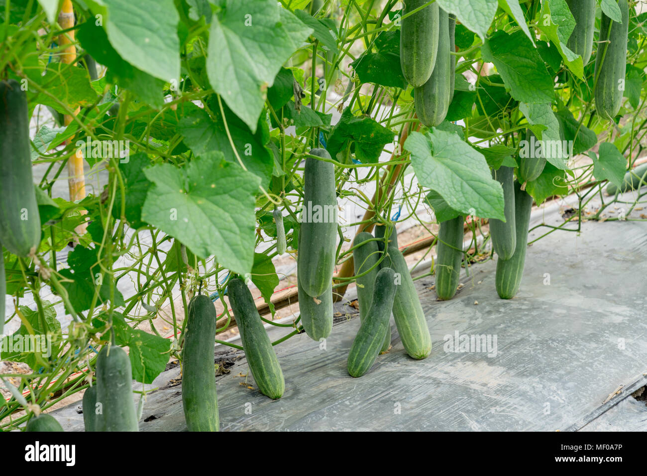 Agricultura - un campo de pepino plantas crecen a través de una