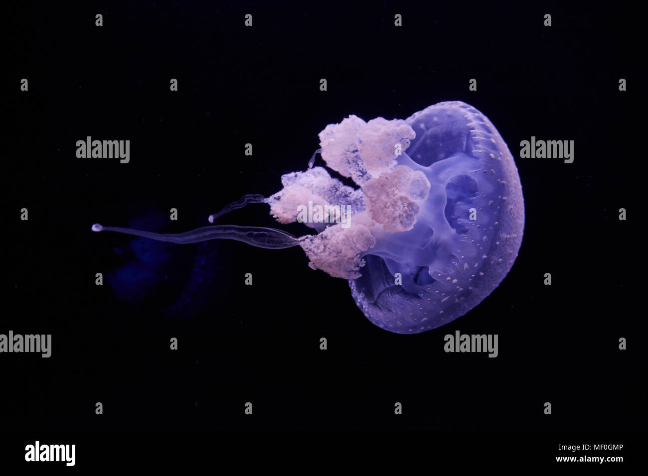Azul marino brillante medusas en frente de fondo negro Foto de stock