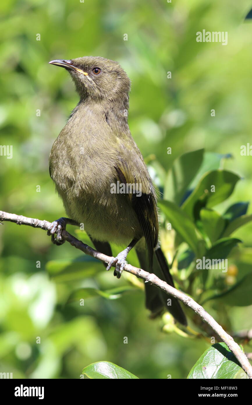 Anthornis melanura, la calandria menores, este pájaro joven muestra el gape brida de la recién constituida la calandria. Foto de stock