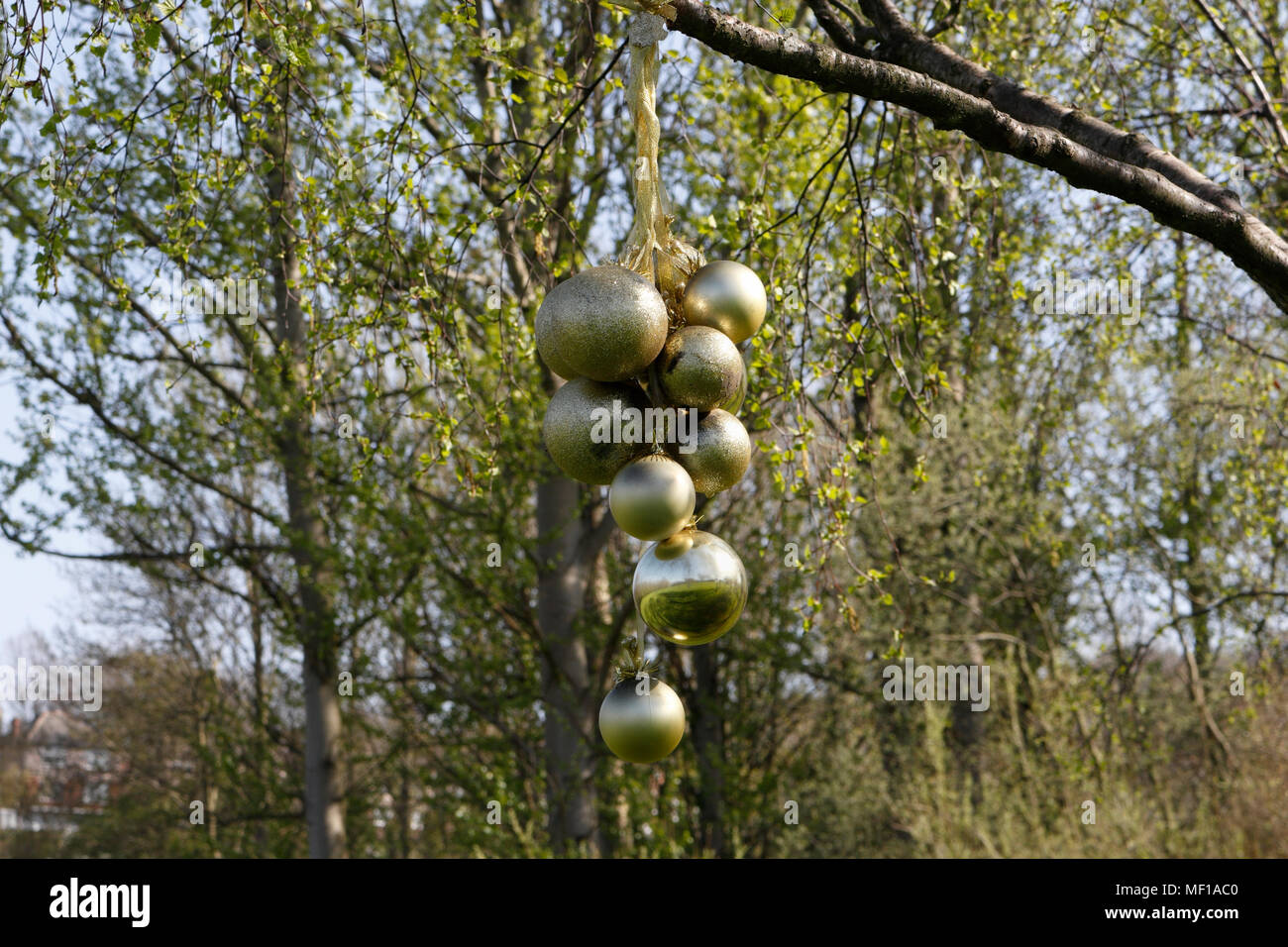 Golden Baubels colgando de un árbol Foto de stock