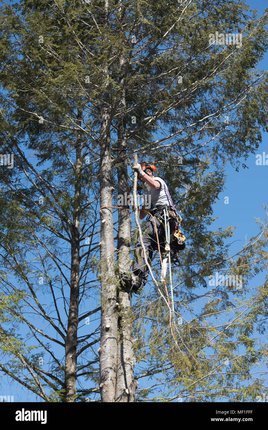 Un profesional arborist cicuta caiga un árbol en secciones, con cuerdas y poleas para bajar las secciones a la tierra. Foto de stock
