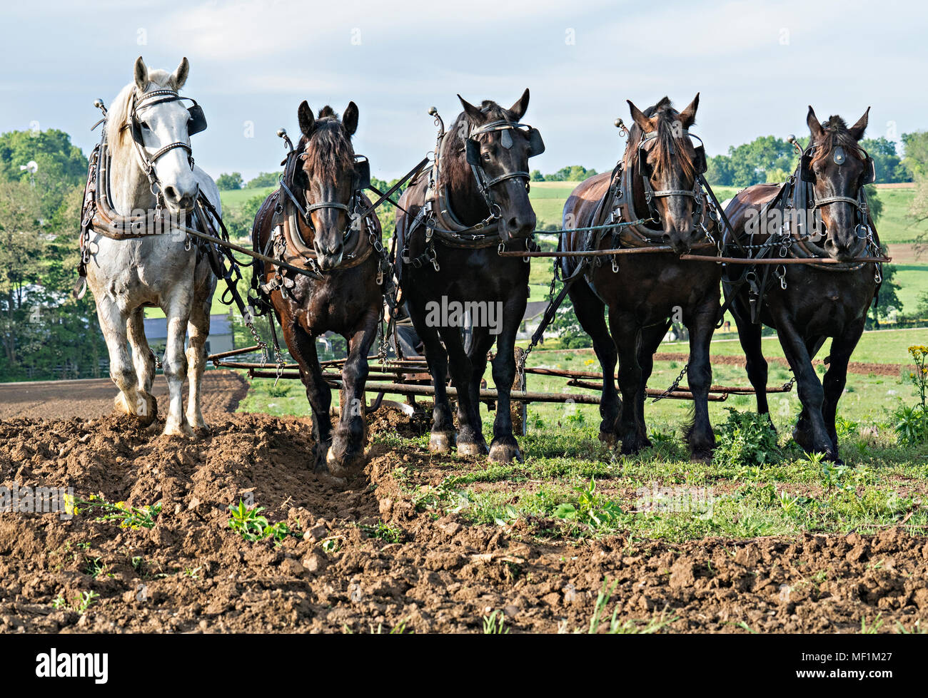 Amish Workhorses arar campos- en el condado de Holmes, Ohio, hogar de la Población Amish más grande del mundo. Los Amish campesino está arando y se oculta detrás. Foto de stock