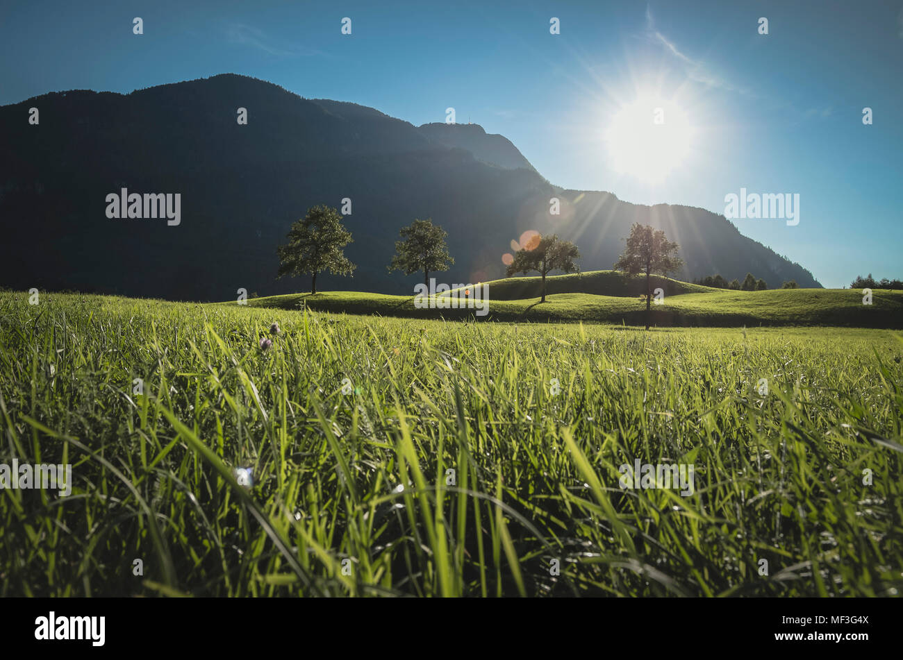 Austria, Bad Ischl, Katrinberg contra el sol y prado. Foto de stock