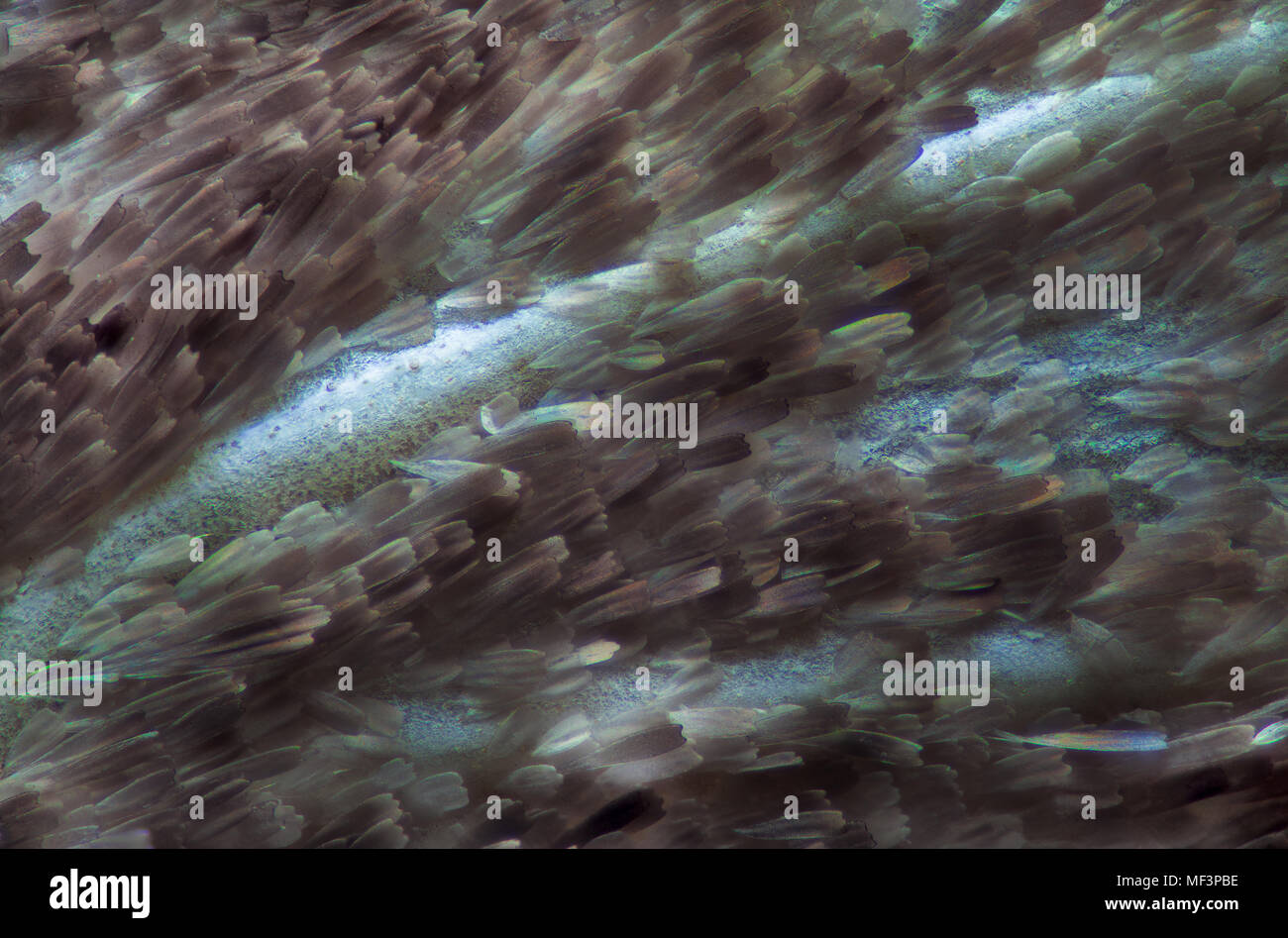 Alas de mariposa a través de un microscopio Foto de stock