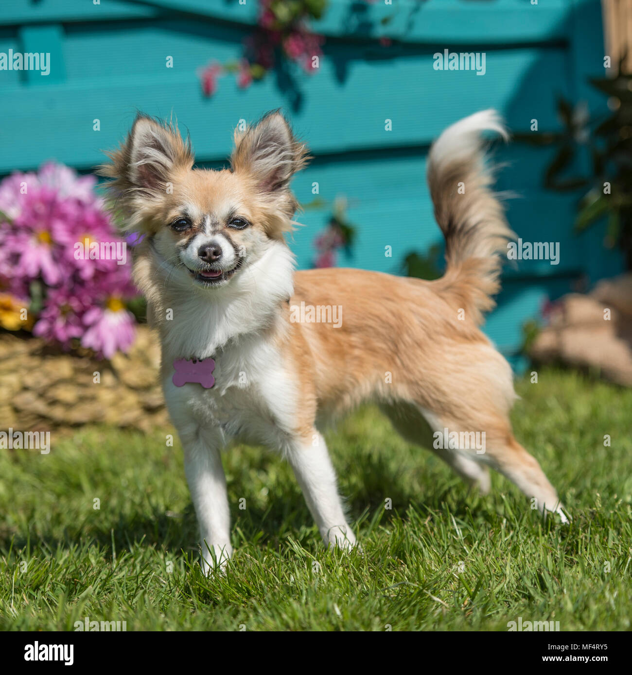 Chihuahua recubierto de largo Foto de stock