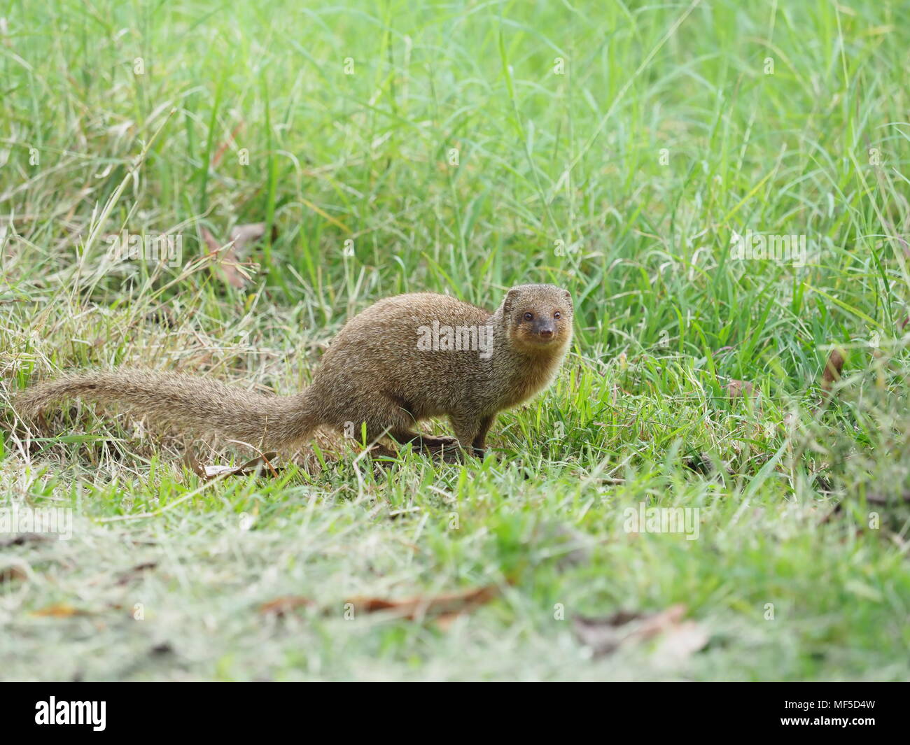 El Meloncillo. Originaria del Sudeste Asiático, mangosta Java fue