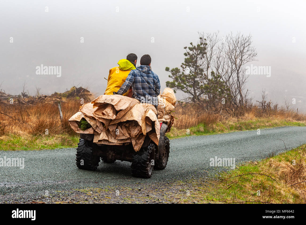 Los sub-contratistas Coilte ride un quad a donde esté la plantación de árboles en un bosque de Ballydehob, Condado de Cork, Irlanda, con espacio de copia. Foto de stock
