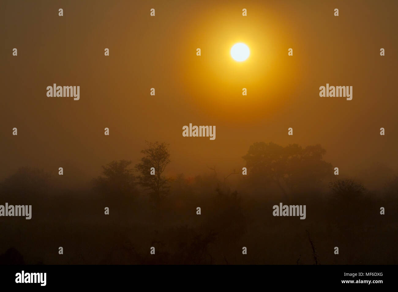 Paisajes al atardecer en el Parque Nacional Kruger, Sudáfrica Foto de stock