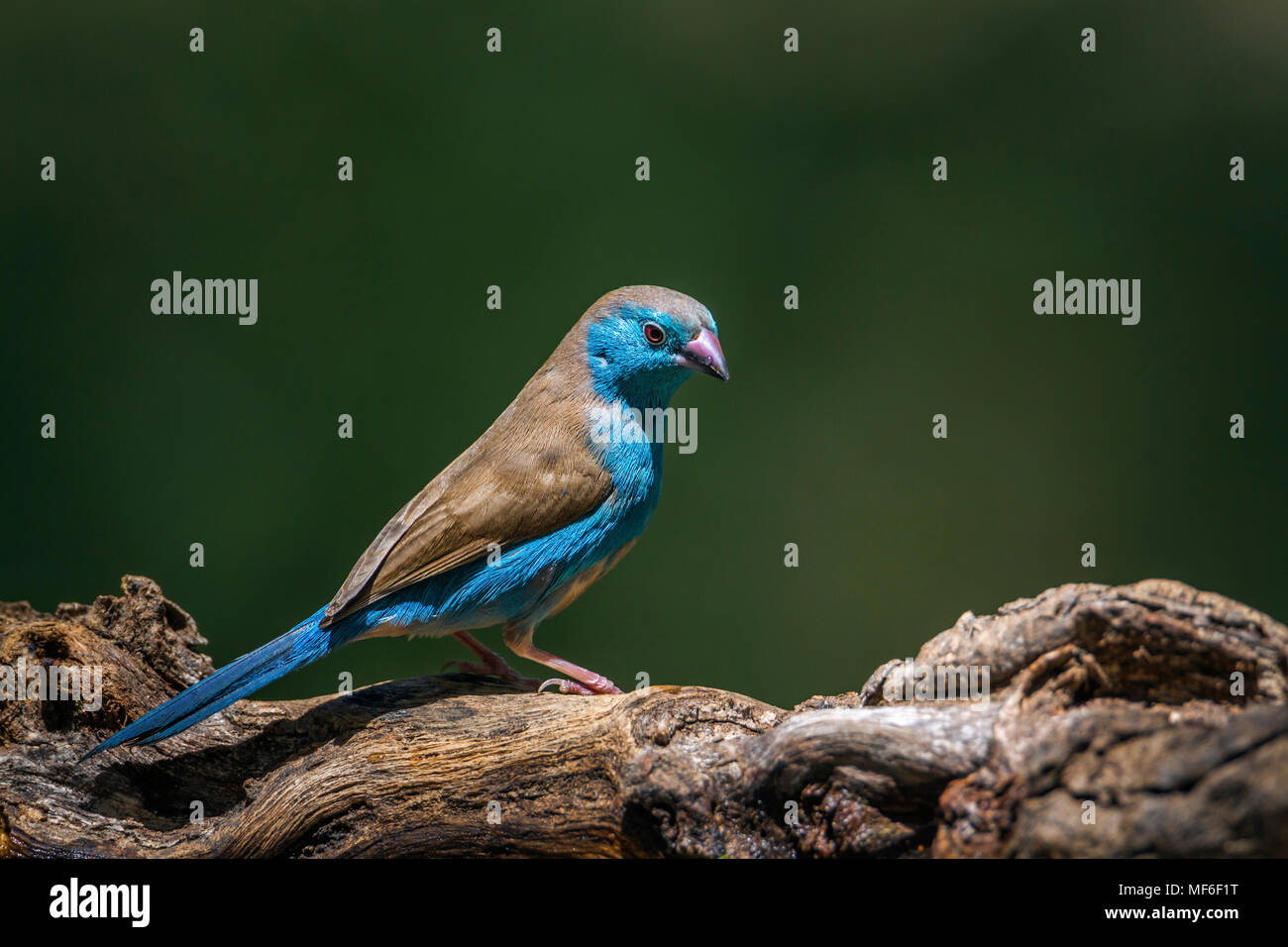 Cordonbleu breated azul en Mapungubwe national park, South Africa ; Specie Uraeginthus angolensis familia de Estrildidae Foto de stock